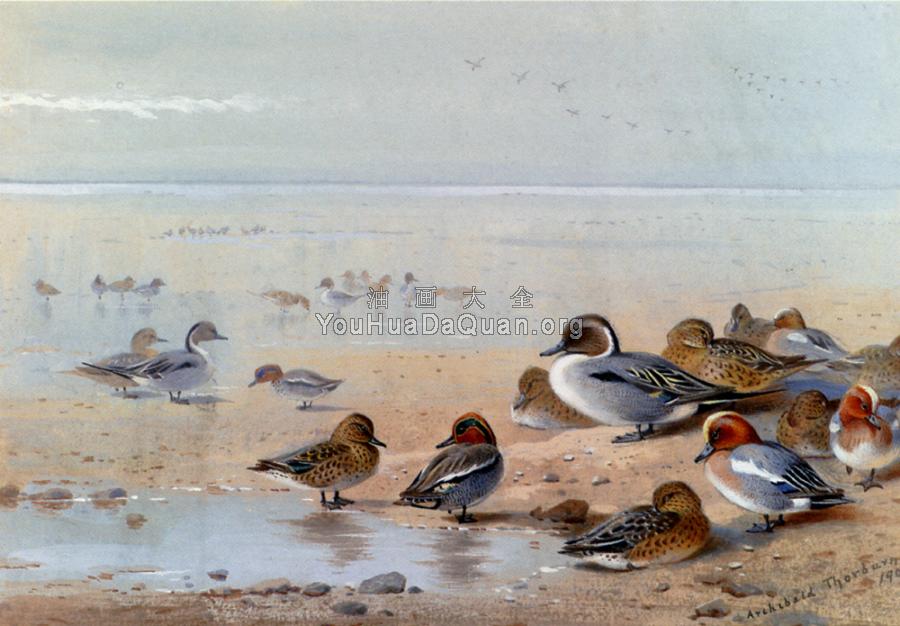 Pintail Teal And Wigeon On The Seashore - 阿奇博尔德·索伯恩